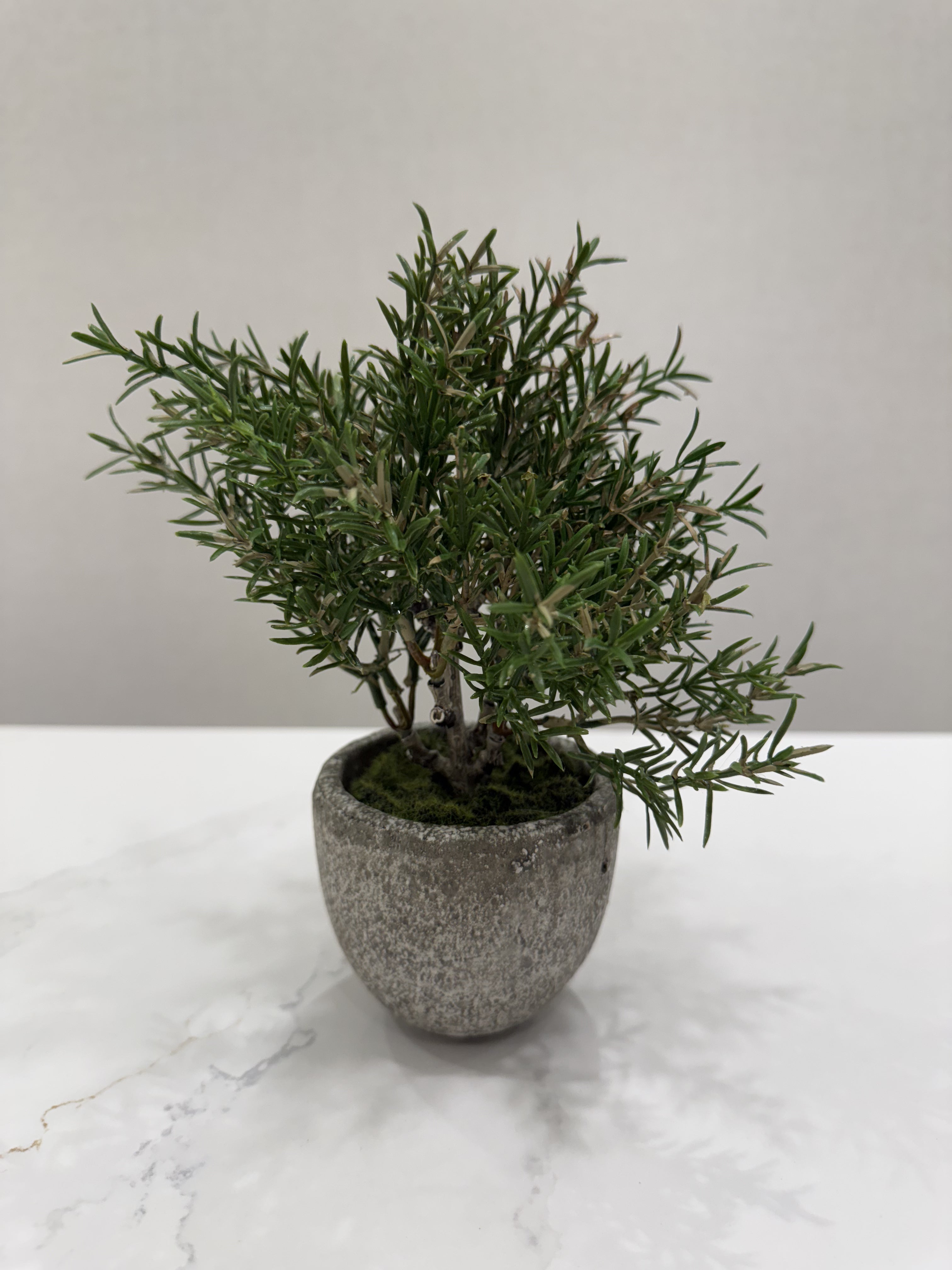 Faux Rosemary in Clay Pot