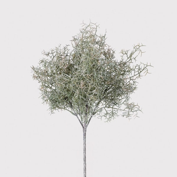 Spanish Moss