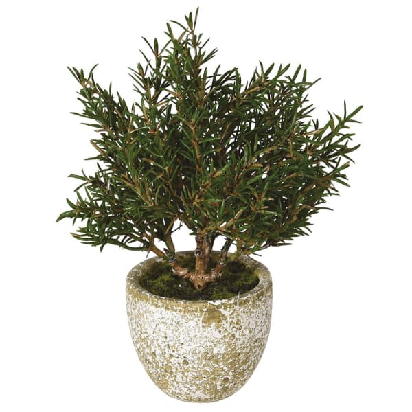Faux Rosemary in Clay Pot