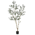 Large Olive Tree
