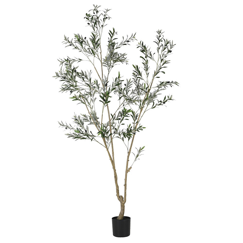 Large Olive Tree
