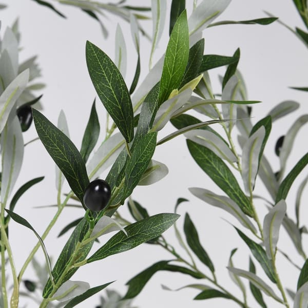 Large Olive Tree