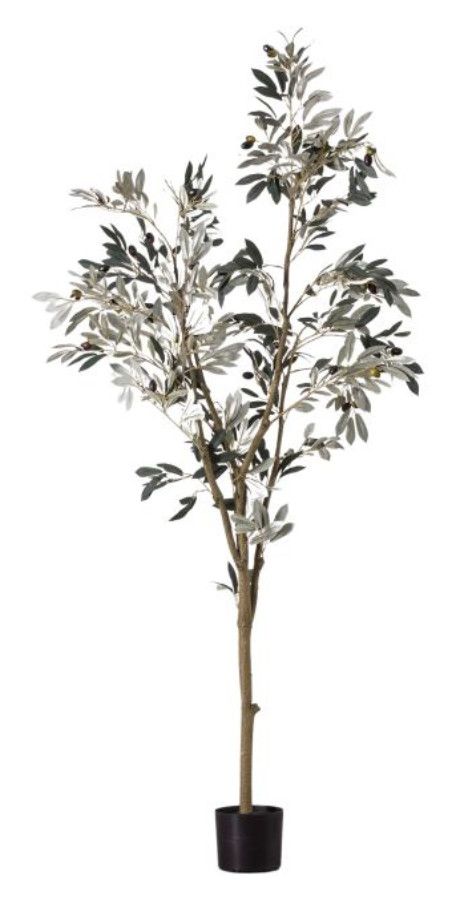 Olive Tree